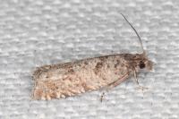 Rhopobota stagnana