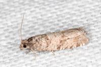 Rhopobota stagnana
