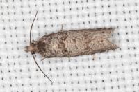 Rhopobota stagnana