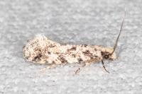 Nemapogon agenjoi