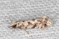 Nemapogon agenjoi