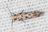 Nemapogon agenjoi