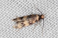 Oegoconia caradjai