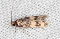 Oegoconia caradjai