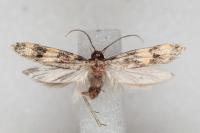 Oegoconia caradjai
