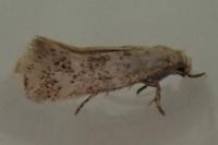 Elachista lugdunensis