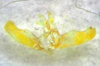 Elachista lugdunensis