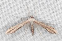 Emmelina monodactyla
