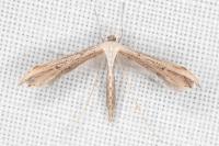 Emmelina monodactyla