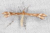 Marasmarcha lunaedactyla