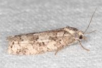 Cnephasia stephensiana