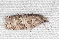 Cnephasia stephensiana