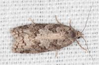 Cnephasia stephensiana