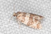Isotrias rectifasciana