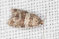 Isotrias rectifasciana