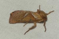 Triodia sylvina