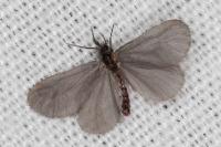 Apterona helicoidella