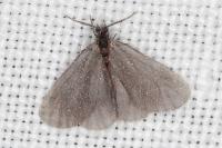 Apterona helicoidella