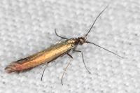 Coleophora alcyonipennella