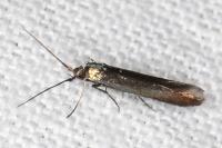 Coleophora alcyonipennella