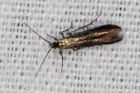 Coleophora alcyonipennella