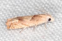 Eucosma conterminana