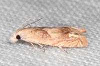 Eucosma conterminana