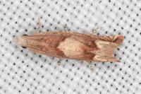 Eucosma conterminana