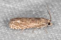 Eucosma obumbratana
