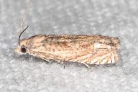 Eucosma obumbratana