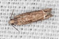 Eucosma obumbratana