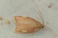 Carcina quercana