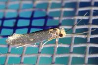 Monopis nigricantella