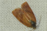 Cacoecimorpha pronubana