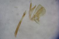 Monopis nigricantella