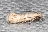 Elachista lugdunensis