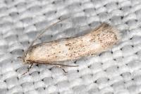 Elachista lugdunensis