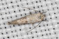 Elachista lugdunensis