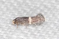 Elachista metella