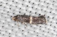 Elachista metella