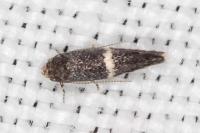 Elachista metella