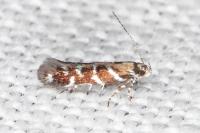 Vulcaniella grabowiella