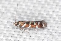Vulcaniella grabowiella