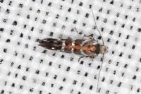 Vulcaniella grabowiella