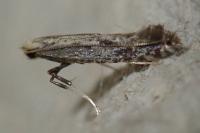 Parornix torquillella