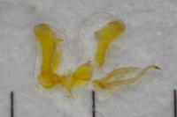 Parornix torquillella