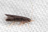 Eurodachtha siculella