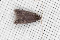 Eurodachtha siculella
