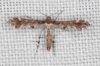 Capperia celeusi