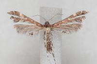 Capperia celeusi